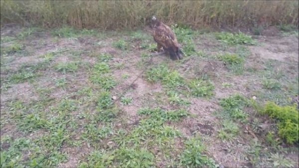 Орлан БЕЛОХВОСТ:) Первая тренировка:) + Обзор амуниции:)