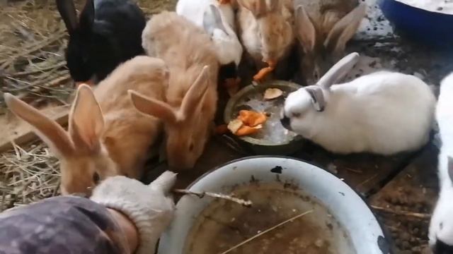 КРОЛИКИ В ВОЛЬЕРЕ, СТРОИМ КРОЛЬЧАТНИК, ПРОДОЛЖЕНИЕ смотреть онлайн