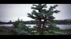Лето. Природа летом.