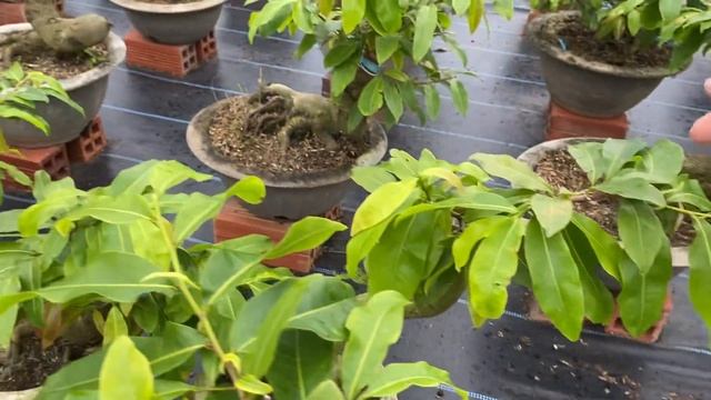Vườn Mai linh bon sai cơ sở 2 lh 0966993277 смотреть онлайн