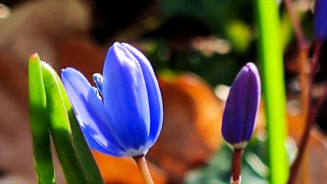 8 Марта! С праздником дорогие мамы, девушки и дамы!!! смотреть онлайн