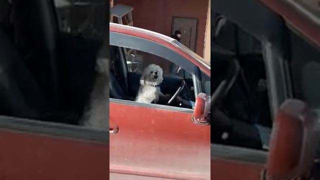 +100500 2017 Казахстан Талдыкорган песик рулит смотреть онлайн