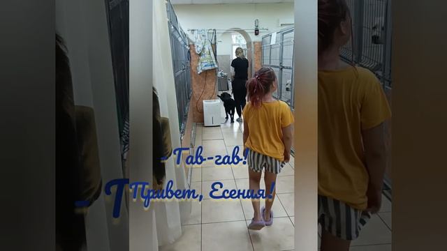 Воспитание щенка собаки-поводыря. смотреть онлайн