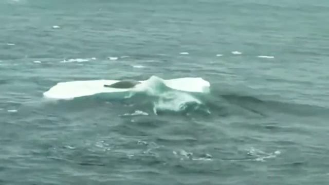 КОСАТКИ , КАКИЕ ОНИ . смотреть онлайн