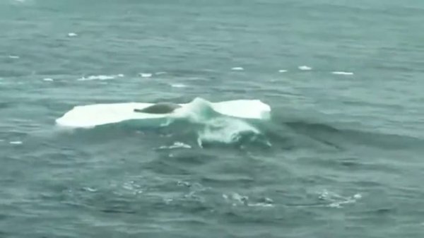 КОСАТКИ , КАКИЕ ОНИ .