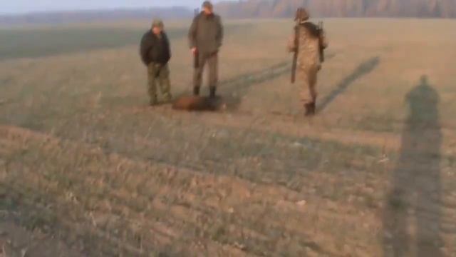 Охота на кабана загоном смотреть онлайн