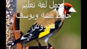 Пение щегла