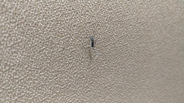 Asian Tiger Mosquito or Forest mosquito (Aedes albopictus) смотреть онлайн
