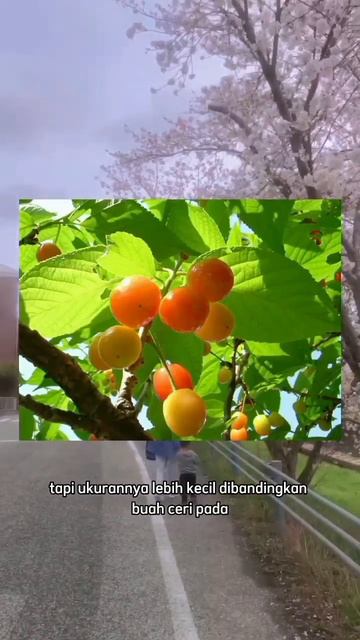 Part 2 : Serba-serbi bunga sakura || #sakura #cherryblossom #japan #shorts смотреть онлайн