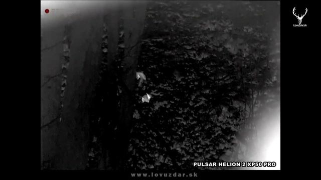poľovačka na líšku | fox hunt | polowanie na lisa | Fuchsjagd | TERMOVÍZIA PULSAR HELION 2 XP50 PRO смотреть онлайн