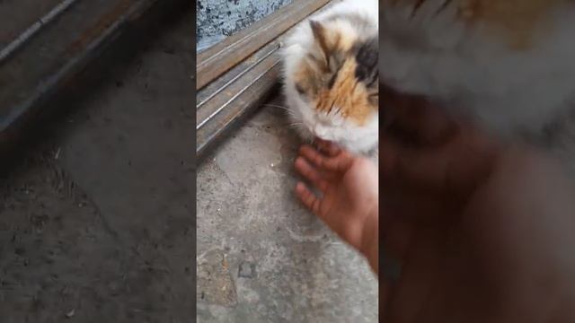 школа котов урок "язык" школа хогверц урок "магии" смотреть онлайн