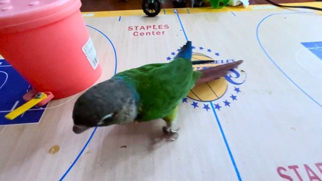 Bird Training : i teach birds to clean Up the garbage , Smart Little Green Conure Parrot#training смотреть онлайн