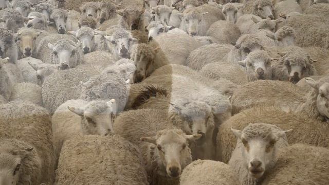 Threshold 7: Agriculture & Complex Societies | Big History Project смотреть онлайн