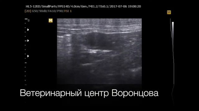 УЗИ. Фолликулы у собаки