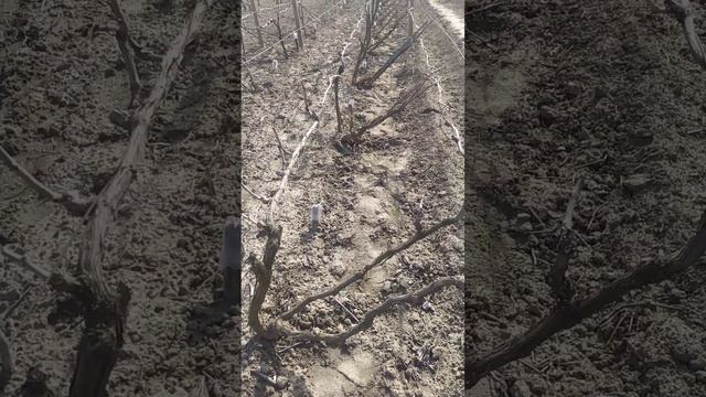 Обработка винограда от клеща. смотреть онлайн