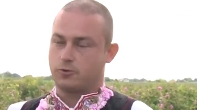 С ухание на роза - берачите стават в тъмни зори, за 1 кг розово масло трябват 6 тона цвят смотреть онлайн