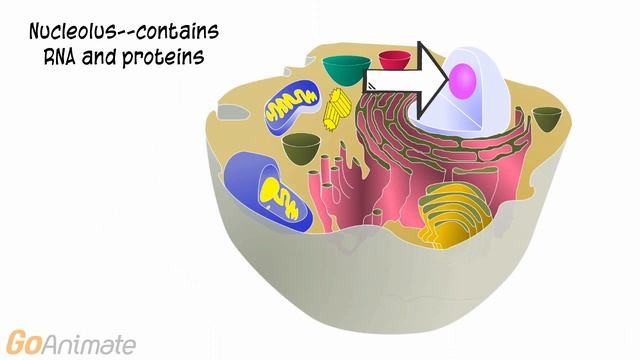 Cell Organelles смотреть онлайн