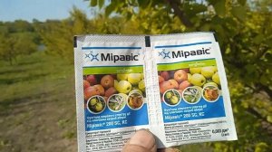 сохнуть листя на абрикосі другий день обробки.