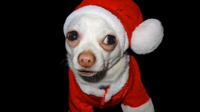 50. ♥♥♥ Jingle Bells  Bico ♥♥♥