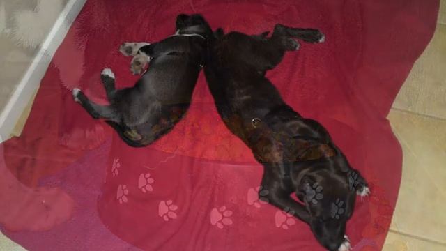 DK PITTS смотреть онлайн