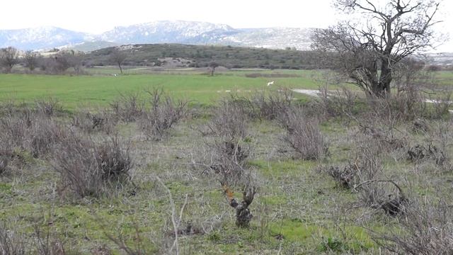 Classic Point Olympus Range ...( Napalm ) 6 months Breeder-Onwer : Classic Point Kennel смотреть онлайн