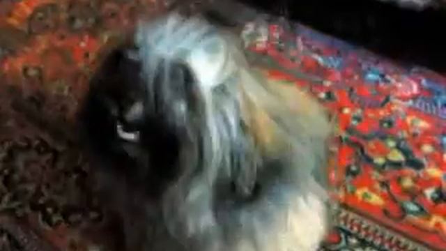Funny Dog Lhasa Apso
