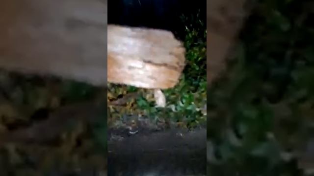 Новый вечный террариум. Смотреть всем смотреть онлайн