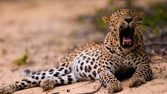 Шри-Ланка #8 смотреть онлайн