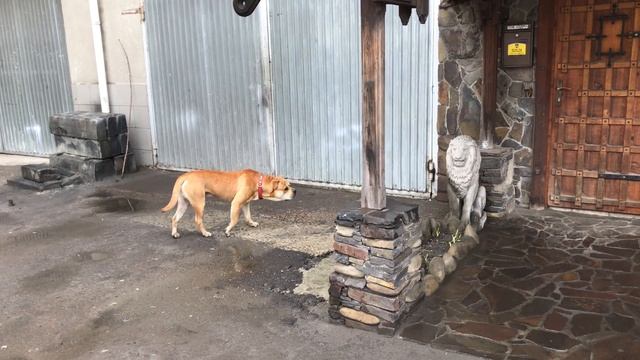 Ка де Бо Ричард против двух львов!