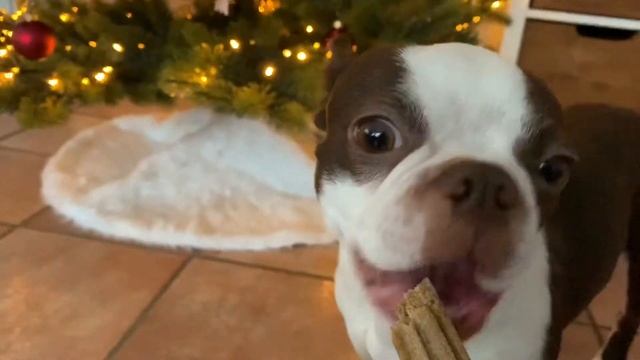 собака чавкает | итинг | собака бостон терьер кушает вкусняшку | Dog Eating Asmr