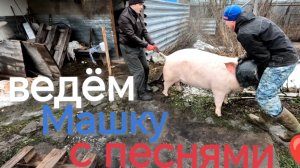 Как перегнать большую свинью из одного места в другое‼️Маточный свинарник