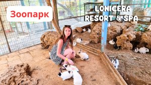 Зоопарк в отеле Lonicera Resort & Spa 5*/ Голодные кроликиТурция 2022
