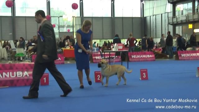 Ca De Bou Males 1 European DogShou 2014, Brno, Cz