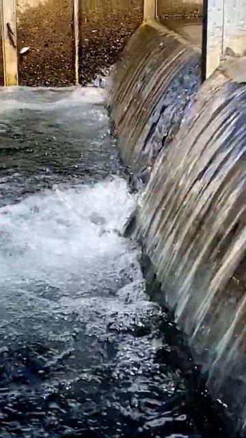 Chinook Salmon Jumping in Slow Motion on a Fish Farm. смотреть онлайн