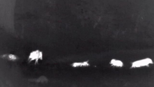 Wärmebildgerät im Praxistest : Pulsar XP 38 Schwarzwildjagd - Frischling erlegt смотреть онлайн
