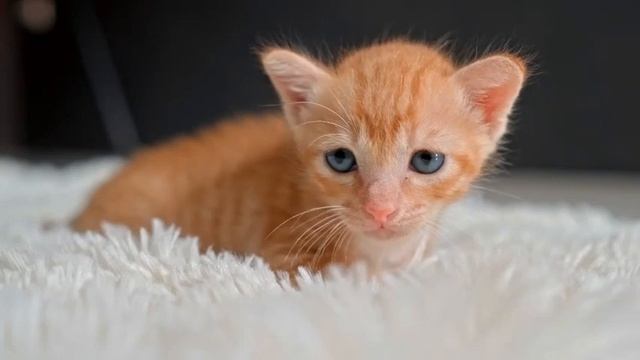 CUTE CATS SOUNDS 1 HOUR I Cute Animal Sounds Video Compilation 2023 смотреть онлайн