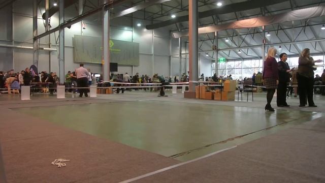 Тибетский терьер 12 МАРТА 2016г выставка ЦЛЖ «Лидер и Престиж» смотреть онлайн