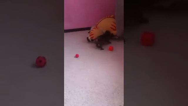 Милый Шар-пей