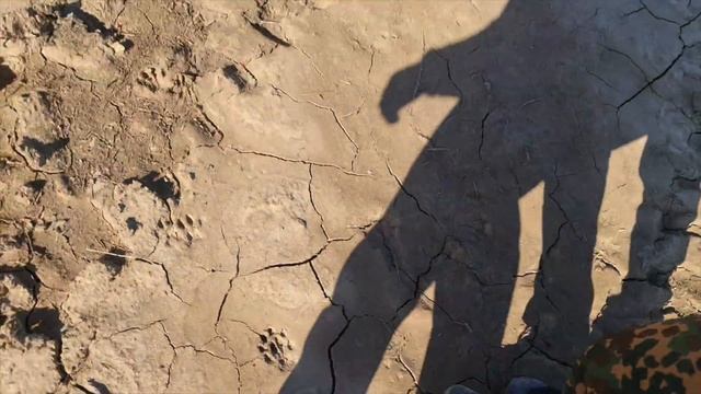 Нашли большие волчьи следы/ Вернулись прошлогодние жеребята которых потерли/ Квадроцикл Атлет смотреть онлайн