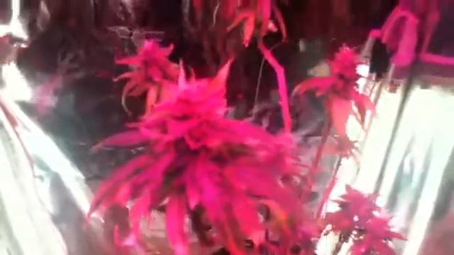 250 watt LED closet grow смотреть онлайн