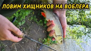 Рыбалка на спиннинг голавля и щуки. Тестируем кренки на ультралайтовые удилища