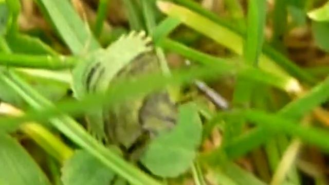 LITTLE GREEN STINK BUG смотреть онлайн
