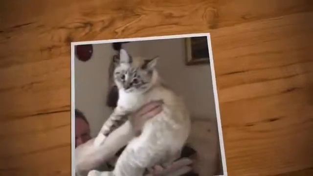 ЖИВОТНЫЕ|САМЫЙ ЛУЧШИЙ КОТ НА ВСЁМ БЕЛОМ СВЕТЕ|МОЯ САМАЯ ЛЮБИМАЯ СОБАКА смотреть онлайн