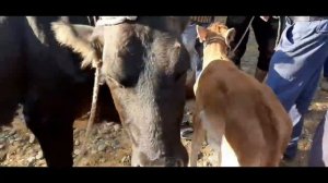 Молбозори н. Шахритуз