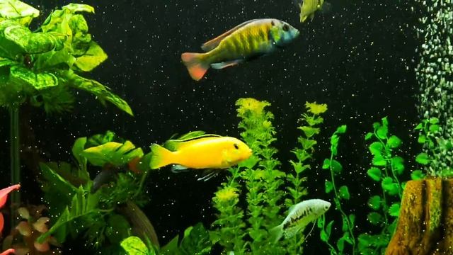 Мой подводный мир смотреть онлайн