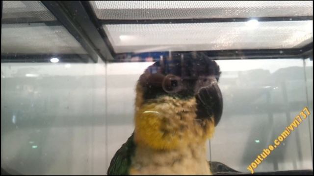 Ara Ararauna Папуга Папугай Papuga Parrot смотреть онлайн