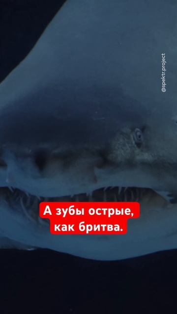 Пережил нападение акулы #акула #путешествия #интервью #shorts смотреть онлайн