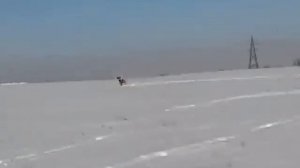 Охота с тазы на зайца.