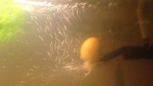 snail aquarium guppy улитка гуппи смотреть онлайн