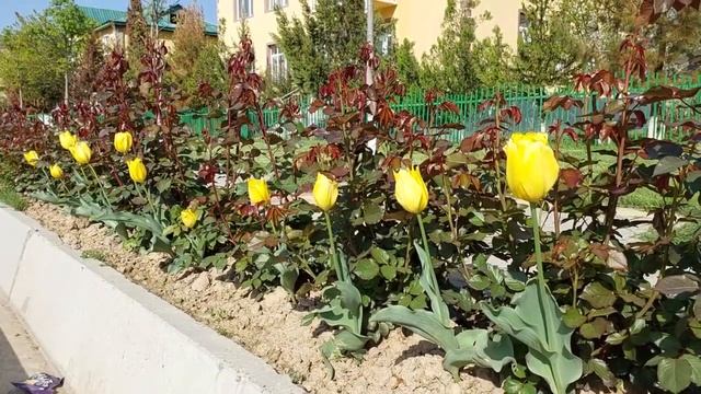 САЙРИ ГУЛИ ЛОЛА - БАЛЧУВОН 2023 ЛИБОСХОИ МИЛЛИ ЧАКАН АТЛАС#либосимилли#точикистон #наврузи2023 смотреть онлайн